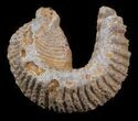 Cretaceous Fossil Oyster (Rastellum) - Madagascar #30320-1